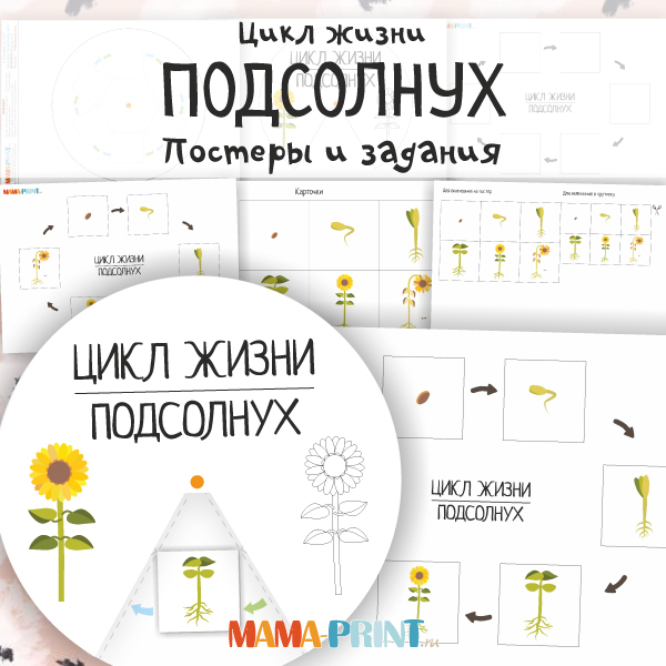 Цикл развития подсолнуха