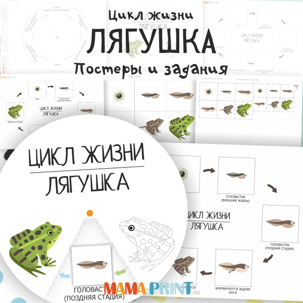 Цикл жизни лягушки